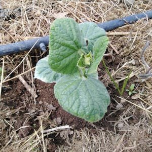 Planta pepino acolchado riego