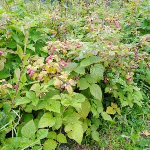 Plantacion frambuesas