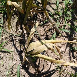 Plantas ajo maduras cosecha