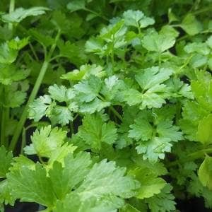 Plantas cilantro