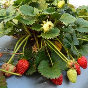 plantas-llenas-fresas.jpg