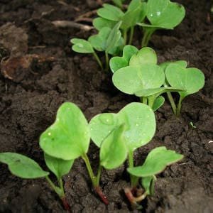 plantas-rabano-germinadas.jpg