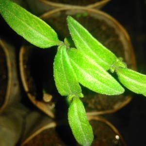 Plantulas de tomate germinando