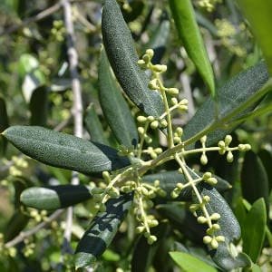 Racimos olivo