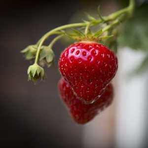 Ramillete fresas maduras colgando