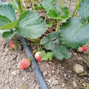 riego-por-goteo-fresas-tierra.jpg