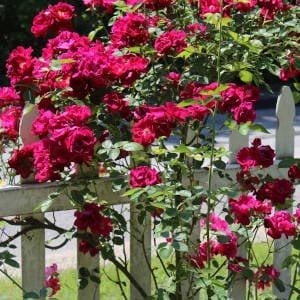 rosa-en-jardin