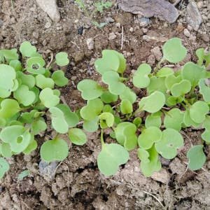 rucula-germinada.jpg