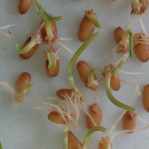 Semillas germinadas sin tierra