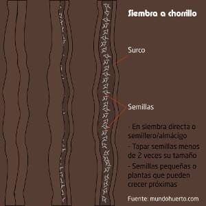 Siembra chorrillo