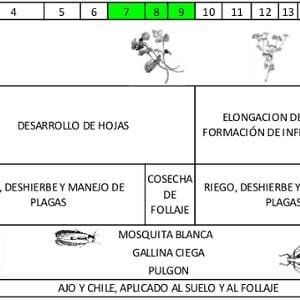 tabla-desarrollo-cilantro.jpg