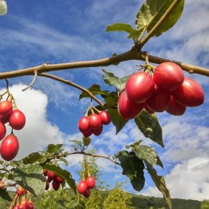 Tomate arbol tamarillo