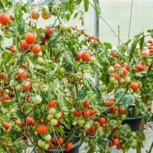Tomateras cargadas tomates maduros