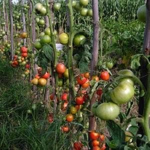 Tomateras cargadas