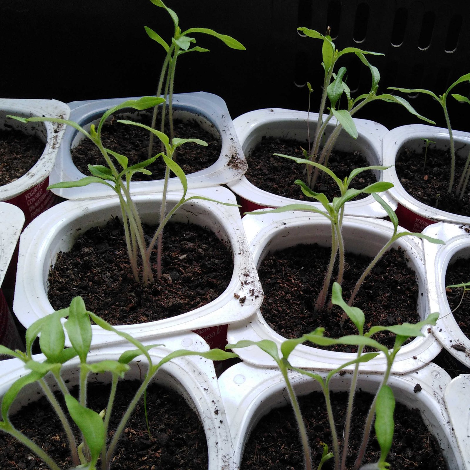 Tomateras germinando semillero vasos yogur