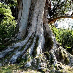 Tronco eucalipto centenario