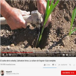 Video cultivo cebolla