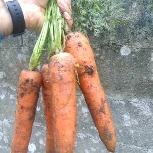 Zanahorias recien cosechadas
