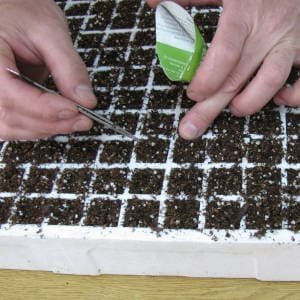 Sembrando en un semillero de alvéolos